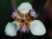 Neomarcia or Walking Iris